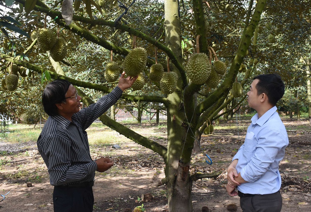 HTX Thần Nông mở rộng trồng cây ăn quả theo hướng hàng hóa.