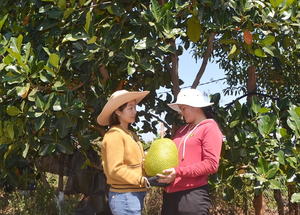 HTX Ia Chim đang thành công trong việc phát triển một số loại cây ăn quả, trong đó có cây mít Thái.