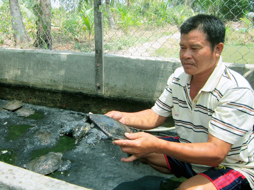 Ở xã Vị Thủy, huyện Vị Thủy (Hậu Giang) có 33 hộ nuôi ba ba thương phẩm, chủ yếu là người dân Khmer, với quy mô nuôi 1.000 - 10.000 con/hộ.