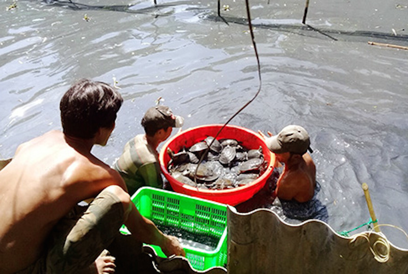 Nghề nuôi ba ba đang mang lại thu nhập ổn định cho bà con Khmer ở Hậu Giang.