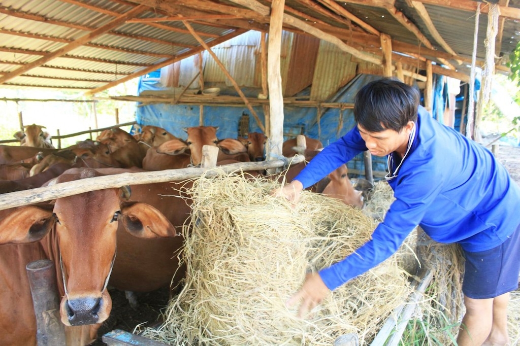 Giúp nhau làm kinh tế đã và đang giúp cho bà con Khmer ở Hậu Giang vượt khó vươn lên thoát nghèo.