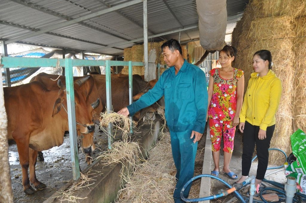 Nhờ được hỗ trợ vốn vay để phát triển chăn nuôi bò đã giúp nhiều bà con Khmer ở Hậu Giang thoát nghèo.