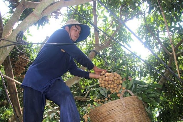 Việc tiêu thụ nhãn đang gặp rất nhiều khó khăn do dịch COVID-19.