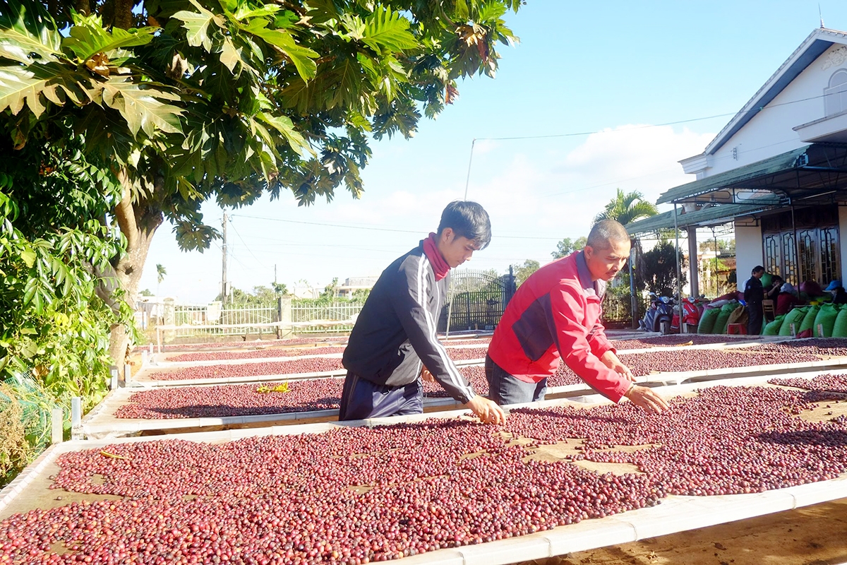 Những đổi mới trong tư duy sản xuất giúp người dân huyện Đak Đoa nâng cao hiệu quả kinh tế.