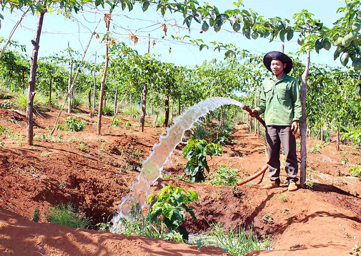 Huyện sẽ tiếp tục đẩy mạnh tái cơ cấu ngành nông nghiệp theo hướng hàng hóa, hiện đại.