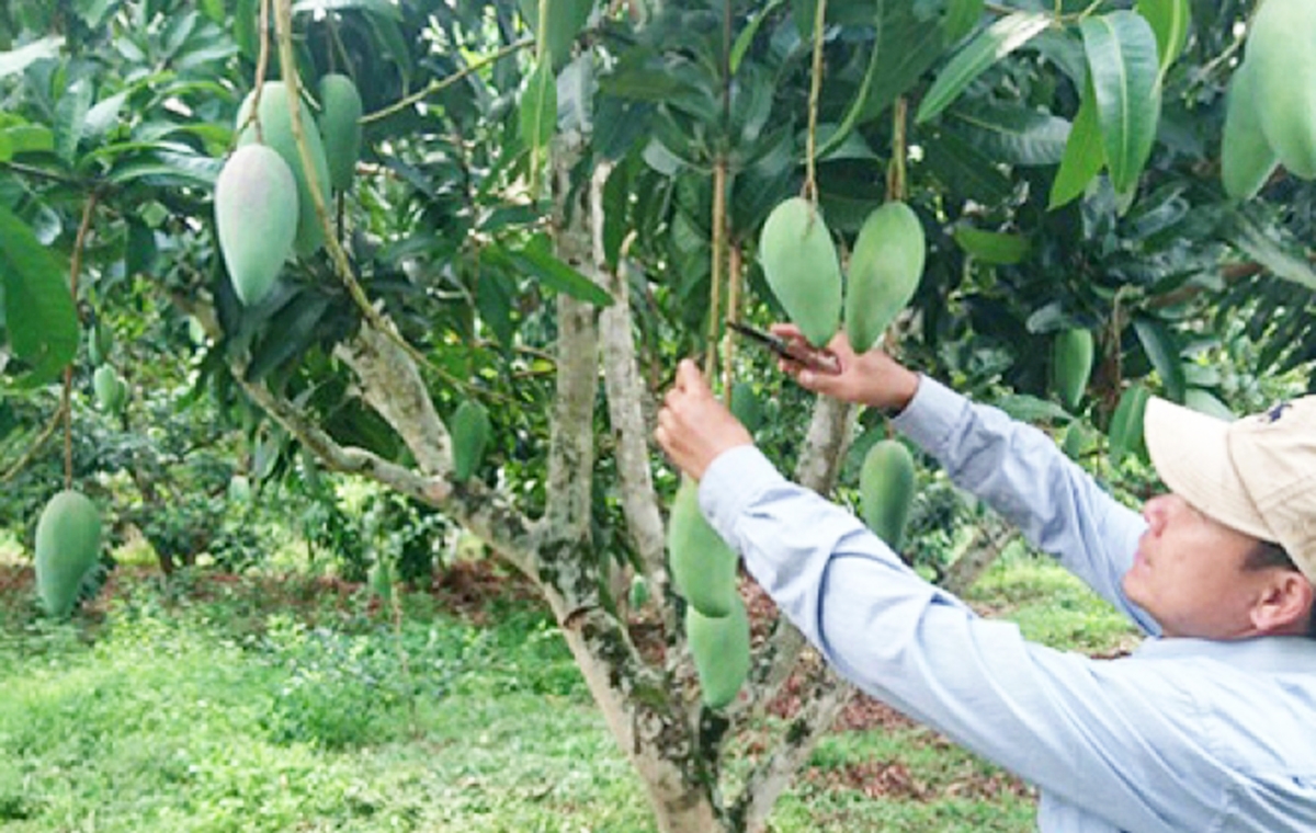 Trồng xoài Đài Loan mở hướng đi hiệu quả cho người dân xã Hát Lót (Ảnh TL).