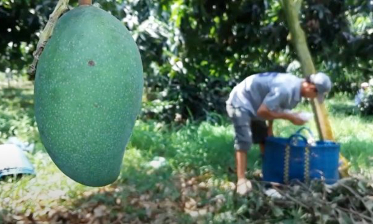 Với sự tham gia của các HTX, xoài Hát Lót đang ngày càng vươn xa trên thị trường (Ảnh TL).