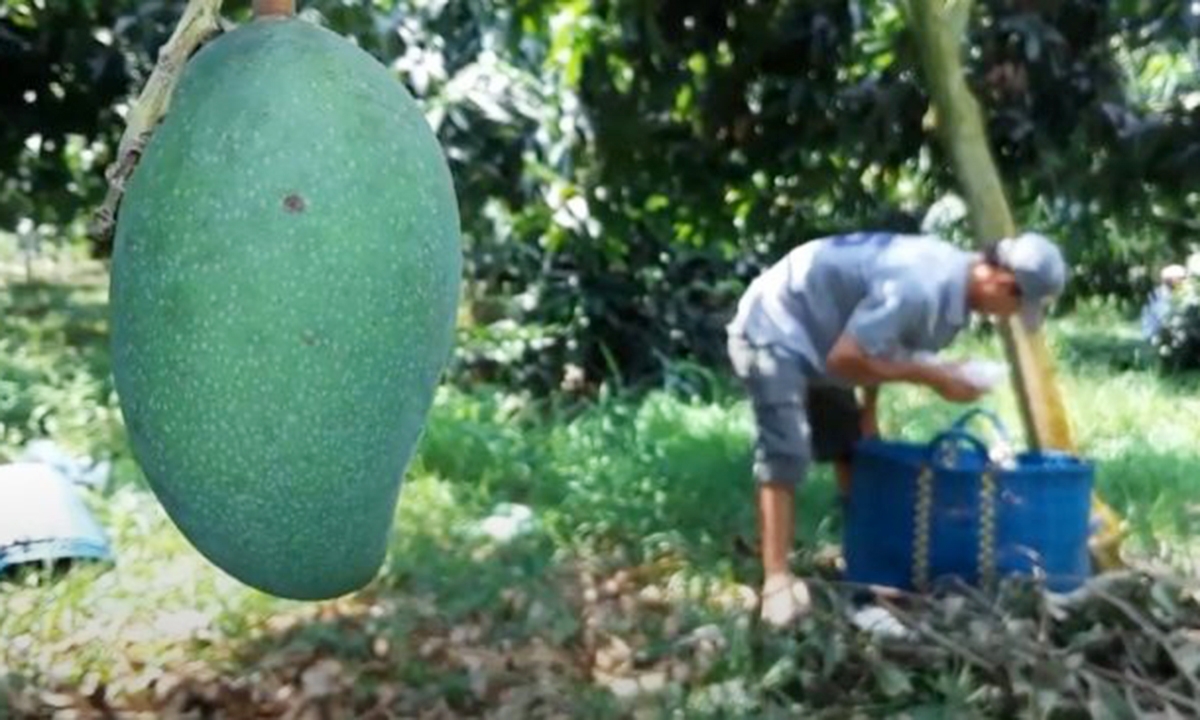 Với sự tham gia của các HTX, xoài Hát Lót đang ngày càng vươn xa trên thị trường (Ảnh TL).