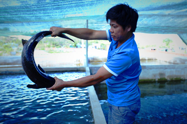 Cá tầm của các HTX ở xã Rô Men chất lượng nên được người tiêu dùng đón nhận tích cực.