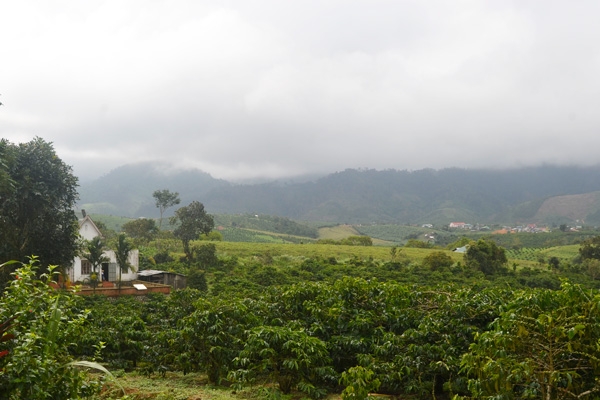 Kinh tế HTX đã góp phần cùng với các thành phần kinh tế khác từng bước làm thay đổi diện mạo vùng đồng bào dân tộc huyện Đam Rông, tỉnh Lâm Đồng.