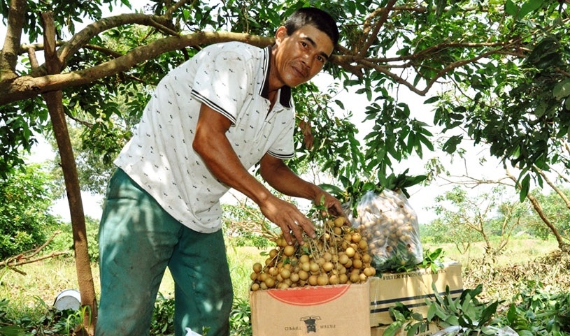 Trồng cây ăn quả an toàn là hướng đi bền vững trong sản xuất nông nghiệp.