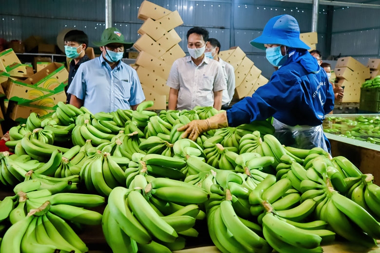 Nhờ chủ trương và phương pháp sản xuất, kinh doanh phù hợp của chính quyền địa phương và các HTX nên đời sống của đồng bào các dân tộc huyện Đam Rông đã từng bước vươn lên thoát nghèo.