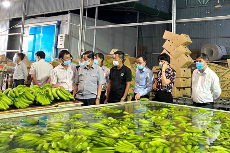 Lãnh đạo UBND tỉnh Lâm Đồng khảo sát cơ sở sơ chế chuối xuất khẩu của HTX Laba Banana Đạ KNàng.