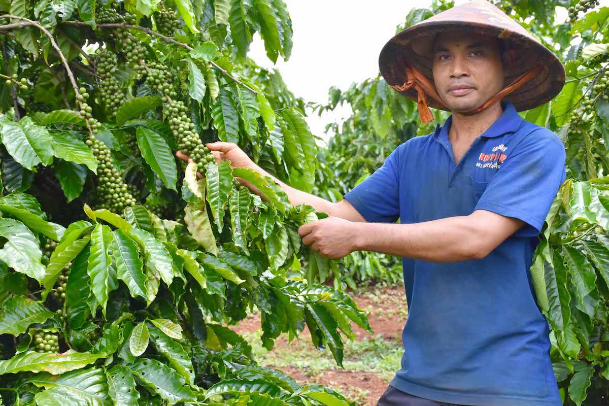 Thành viên HTX Đak Krong bên vườn cà phê sản xuất theo tiêu chuẩn 4C. (Ảnh Int).