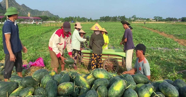 Trồng dưa hấu sạch mở ra hướng phát triển kinh tế cho người dân HTX Nga Yên.
