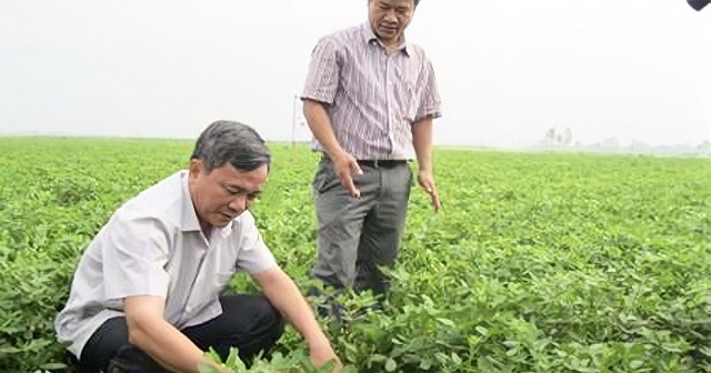 Rau được trồng theo quy trình thân thiện với môi trường tại HTX Nga Yên.