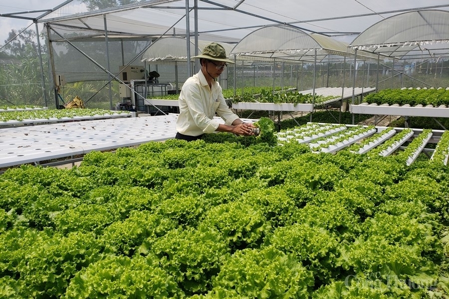 Mô hình ứng dụng công nghệ cao sản xuất rau an toàn bằng phương pháp thủy canh tại HTX rau Túy Loan