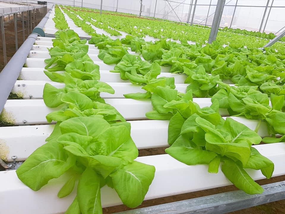 Mô hình trồng rau CNC của HTX rau hoa củ quả Hòa Vang.