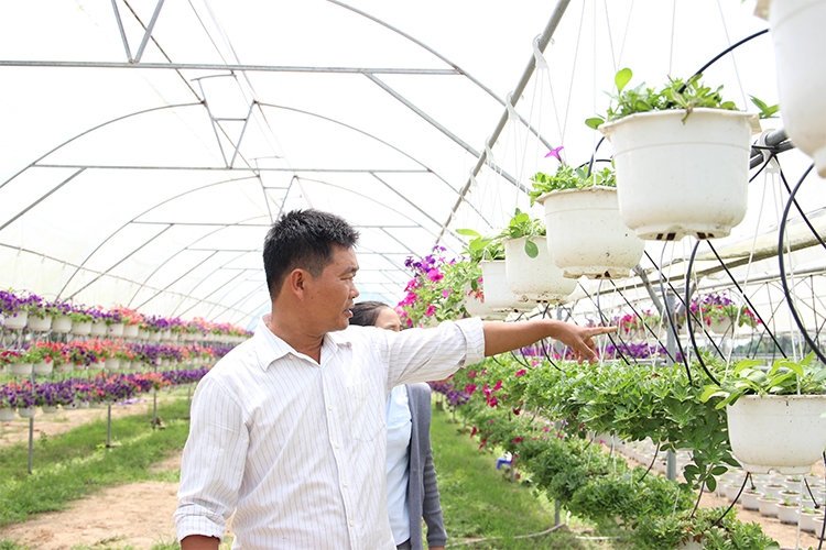 Nhiều mô hình HTX kiểu mới ở huyện Hoà Vang đã phát huy hiệu quả kinh tế.