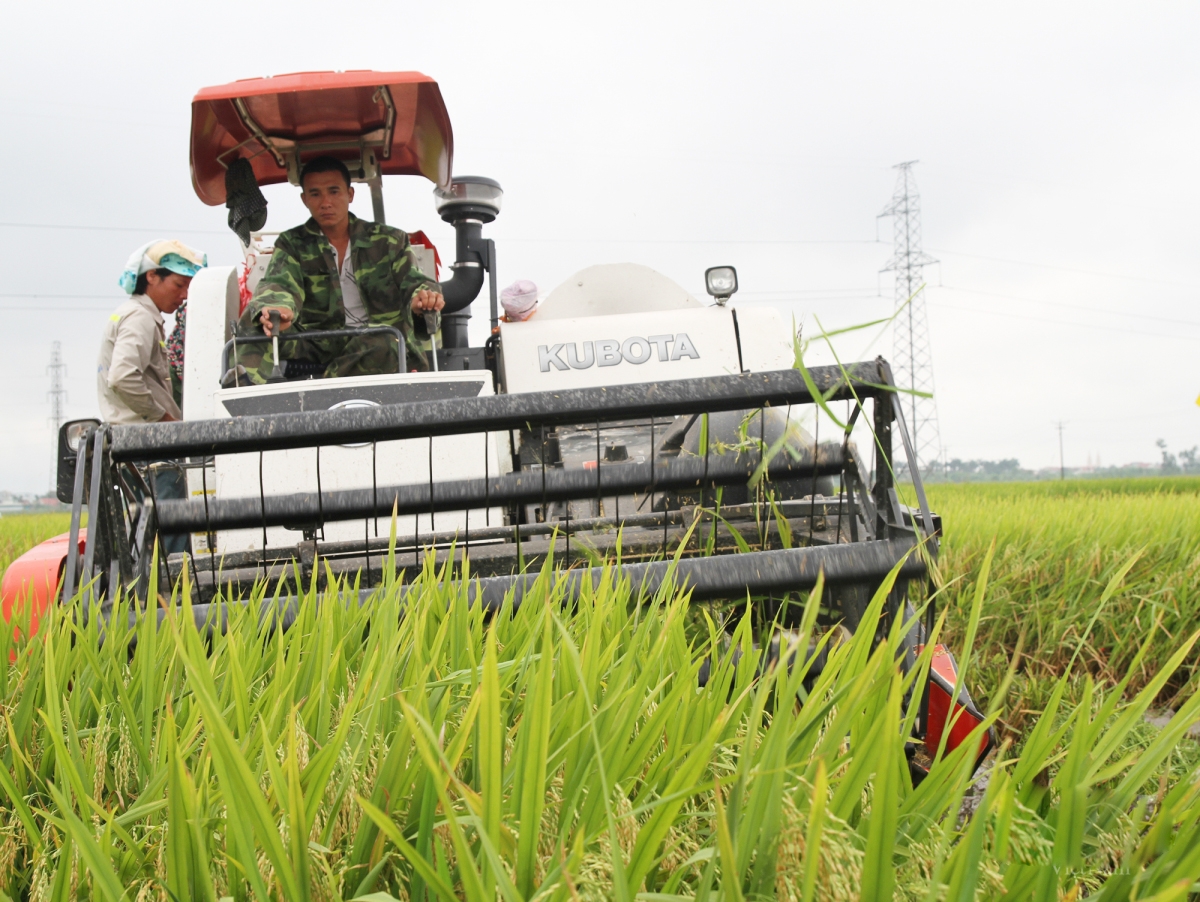 Sản xuất hiện đại gắn với an toàn sinh thái mang lại hiệu quả cao hơn cho người trồng lúa (Ảnh TL).