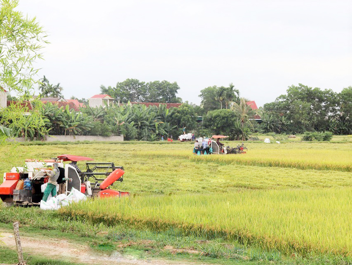 HTX Quyết Tiến đang là một trong những mô hình điển hình được chủ trương nhân rộng (Ảnh TL).