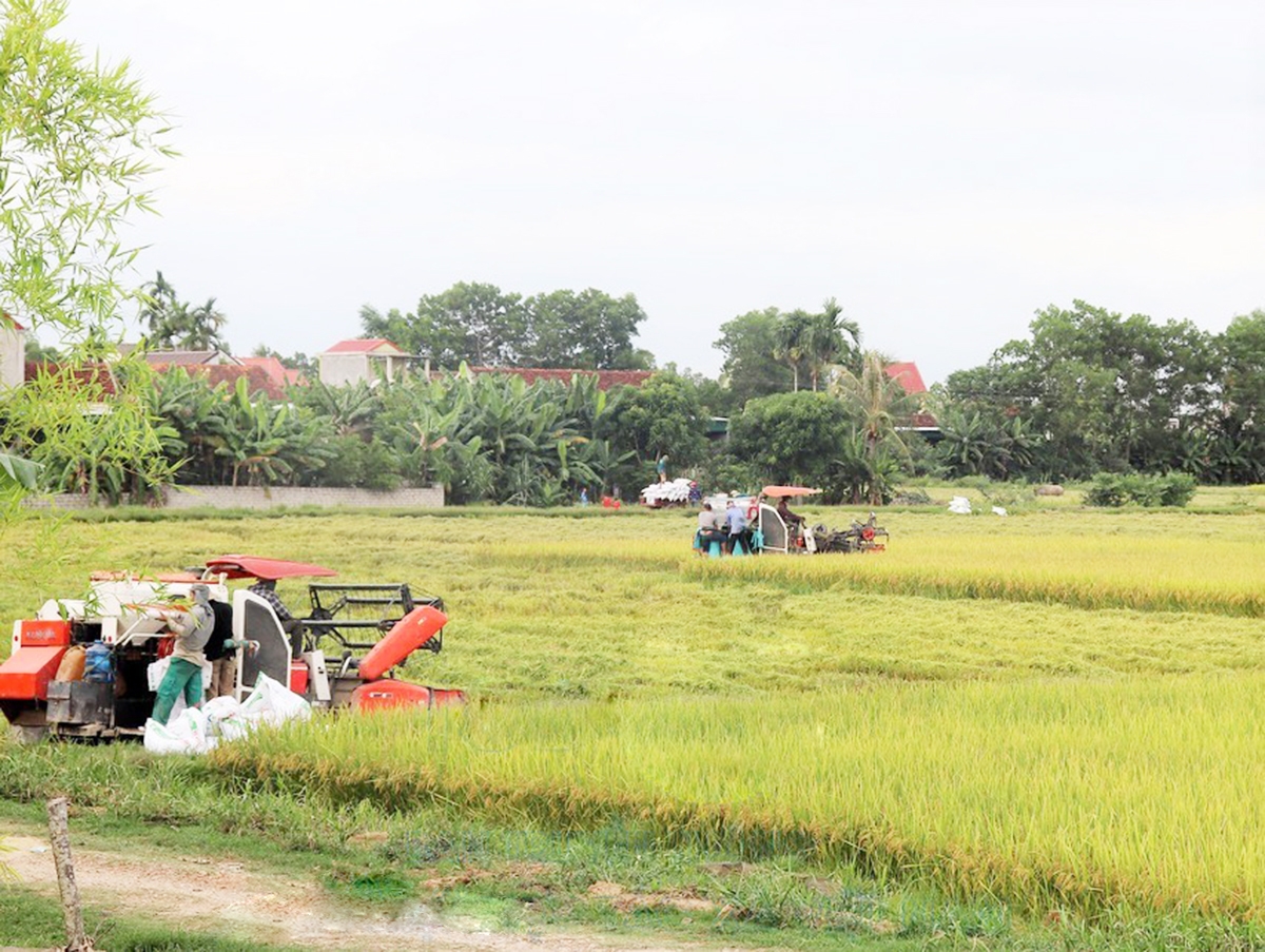 HTX Quyết Tiến đang là một trong những mô hình điển hình được chủ trương nhân rộng (Ảnh TL).