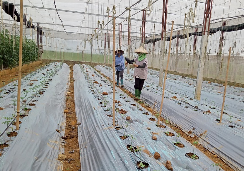 HTX Mường Tấc đầu tư nhà lưới để trồng rau màu theo hướng hữu cơ.