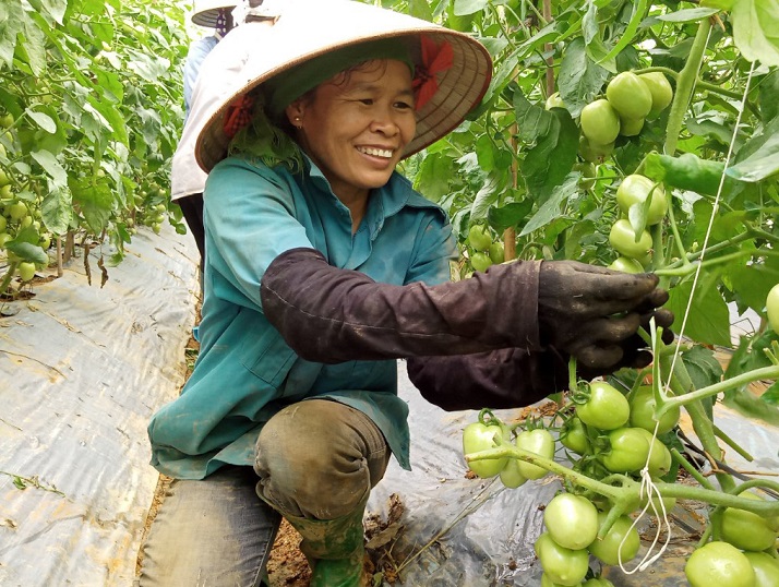 Thành viên HTX đã nắm vững kỹ thuật trồng rau màu hữu cơ.