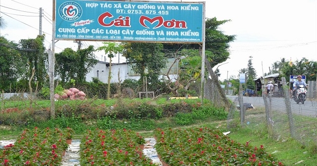 Nghề ươm giống hoa, cây kiểng ở Vĩnh Thành đã ghi nhận nhiều đổi thay đáng phấn khởi