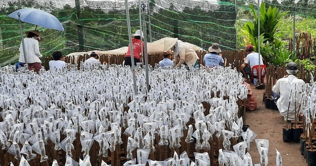 Vườn ươm cây giống và hoa kiểng của HTX Cái Mơn đa dạng chủng loại.