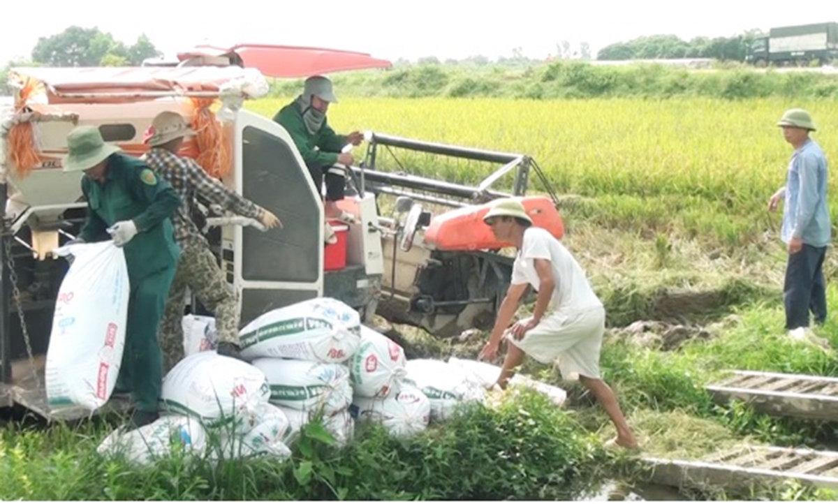 Sản xuất khoa học gắn với an toàn sinh thái là cơ sở để nông nghiệp huyện Kim Bảng chuyển biến tích cực (Ảnh TL).