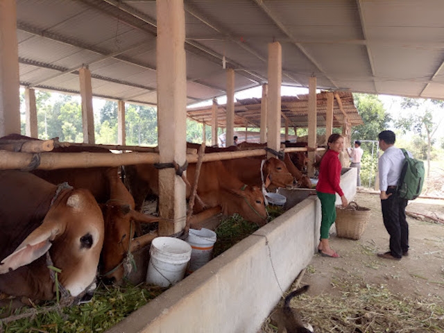 Phát triển chăn nuôi gia súc ăn cỏ (trâu, bò thịt, dê thịt) là những đối tượng vật nuôi ít chịu ảnh hưởng bởi nguồn nguyên liệu thức ăn nhập khẩu.