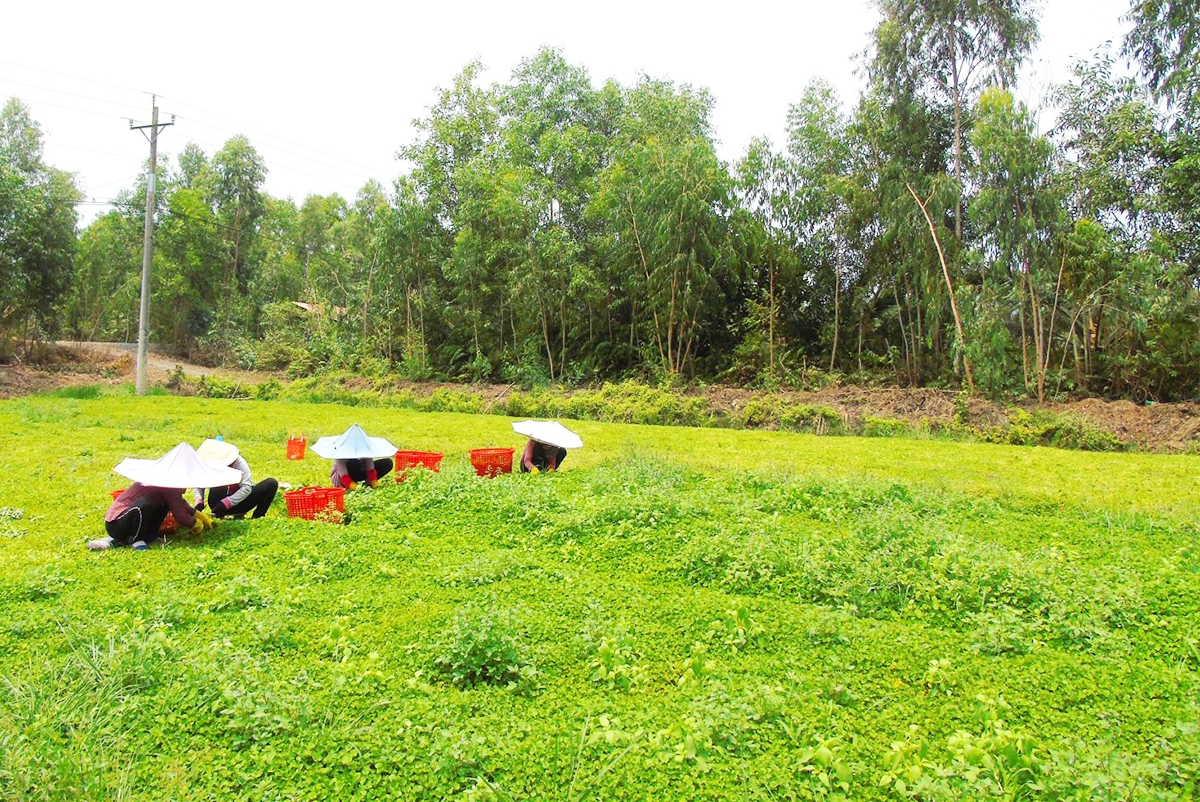Liên kết sản xuất giúp người trồng rau má mở rộng diện tích, giải bài toán thị trường (Ảnh TL).
