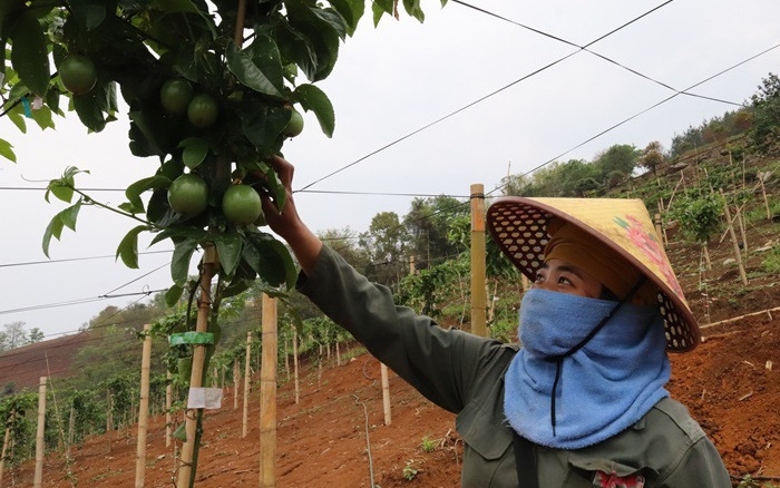 Thế mạnh trong xây dựng nông thôn mới ở Chiềng Sung là phát triển các HTX cây ăn qủa theo hướng hàng hóa.