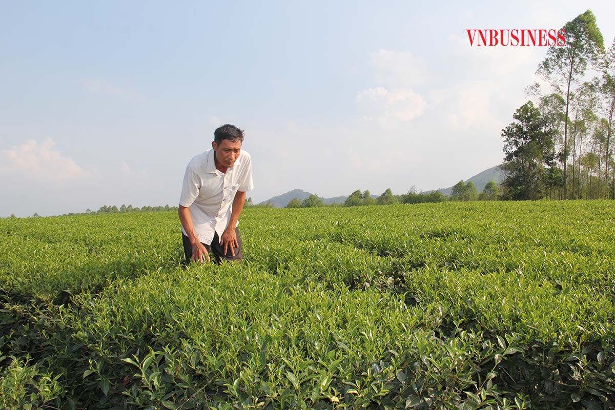 Anh Nguyễn Văn Thanh, Giám đốc HTX chè Đá Hen cho biết, HTX đã ứng dụng khoa học công nghệ để trồng, chăm sóc chè theo hướng hữu cơ, tăng giá trị và sản xuất bền vững.