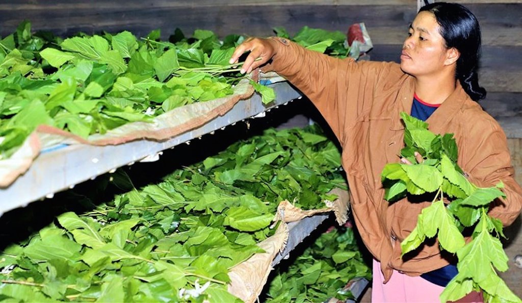 Phụ nữ DTTS ở xã Quảng Sơn (huyện Đăk Glong) liên kết trồng dâu nuôi tằm với HTX Danofarm.