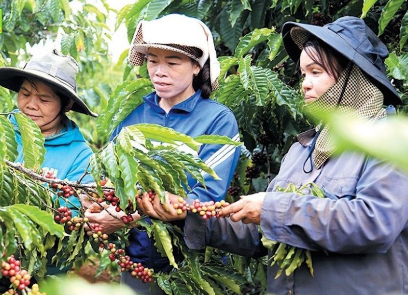 Tổ hợp tác nông sản sạch Đắk R’măng giúp bà con DTTS trồng cà phê theo hướng hữu cơ.