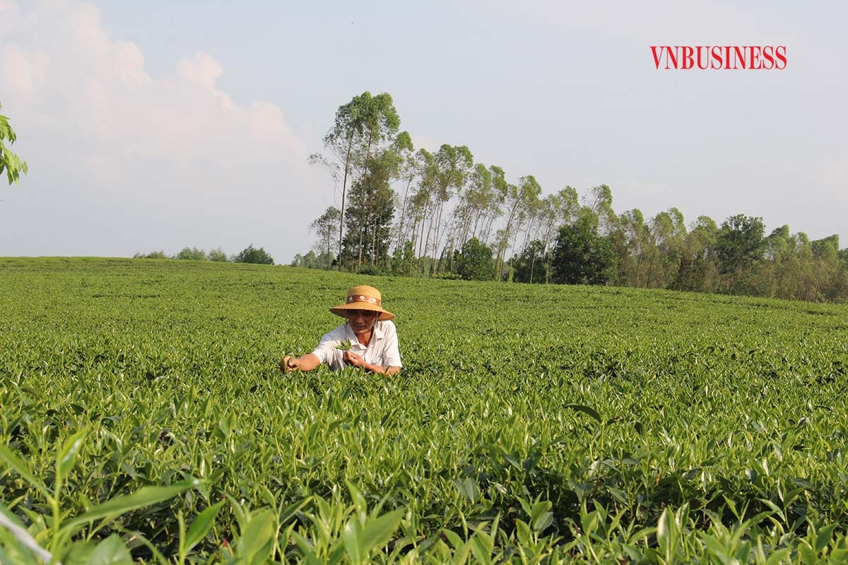 Sản xuất chè an toàn, chất lượng là mục tiêu và phương pháp sản xuất của HTX chè Đá Hen.
