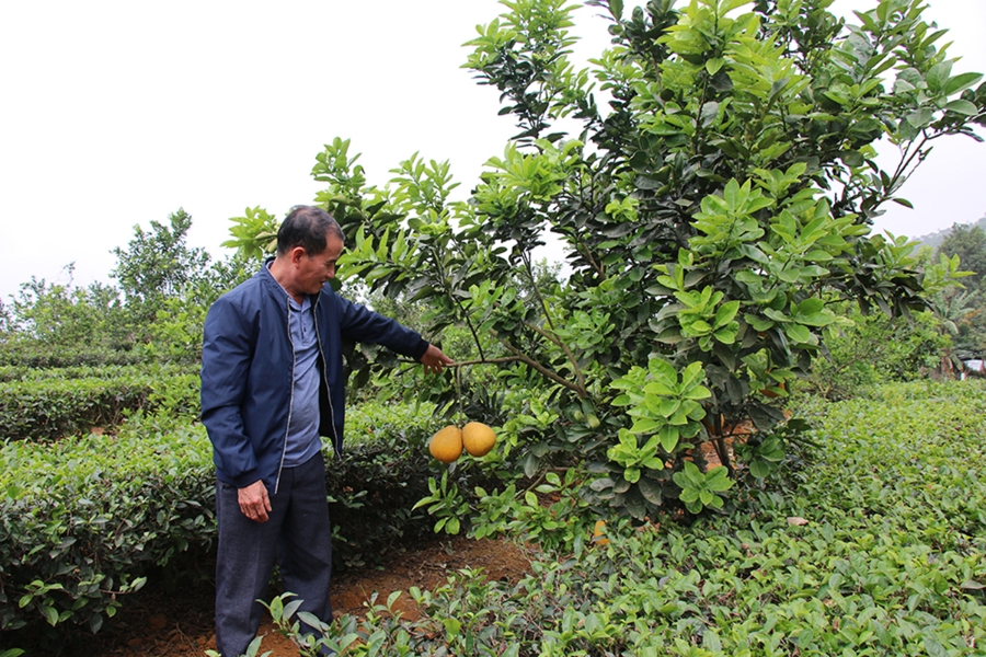 Sản xuất nông nghiệp ở vùng đồng bào dân tộc thiểu số huyện Thanh Sơn đang có những chuyển biến tích cực.