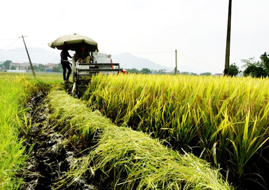Sự hoàn thiện về cơ sở vật chất giúp huyện Thanh Sơn chuyển hướng sản xuất từ lượng sang chất.
