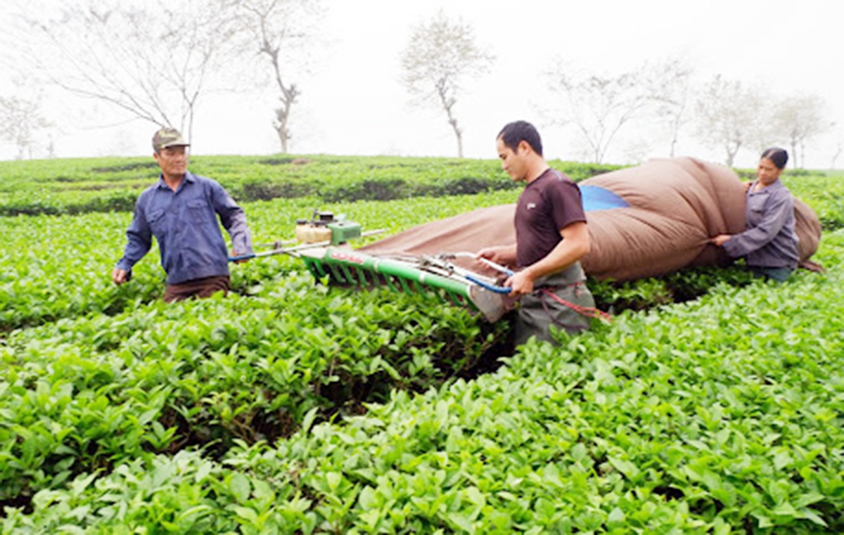 Thanh Sơn đang đẩy mạnh tái cơ cấu cây trồng, tập trung vào các loại cây thế mạnh của địa phương.