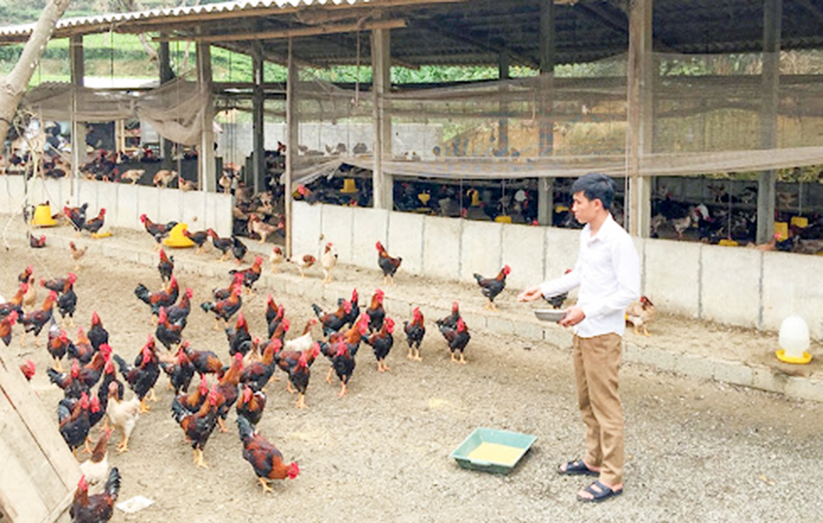 Nguồn lực từ chương trình xây dựng nông thôn mới giúp nông dân huyện Thanh Sơn phát triển nhiều mô hình sản xuất hiệu quả.