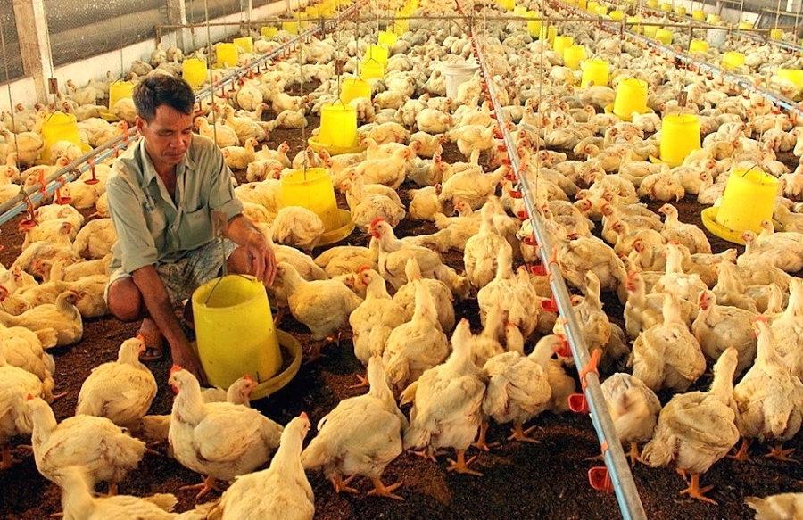 Tình trạng tồn đọng đầu ra, giá chạm đáy đang làm nhiều hộ chăn nuôi gà công nghiệp ở Tây Ninh điêu đứng.