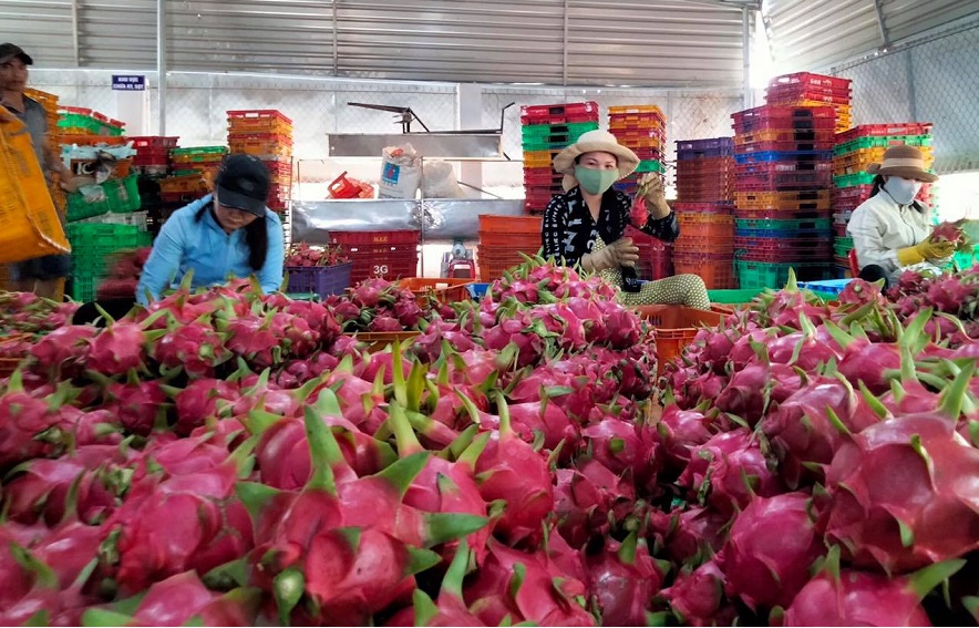 Khu vực sơ chế thanh long của HTX Hòa Lệ.