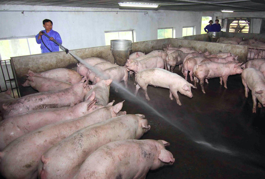 Giá lợn hơi ngày 30/7 đang ở mức thấp nhất.