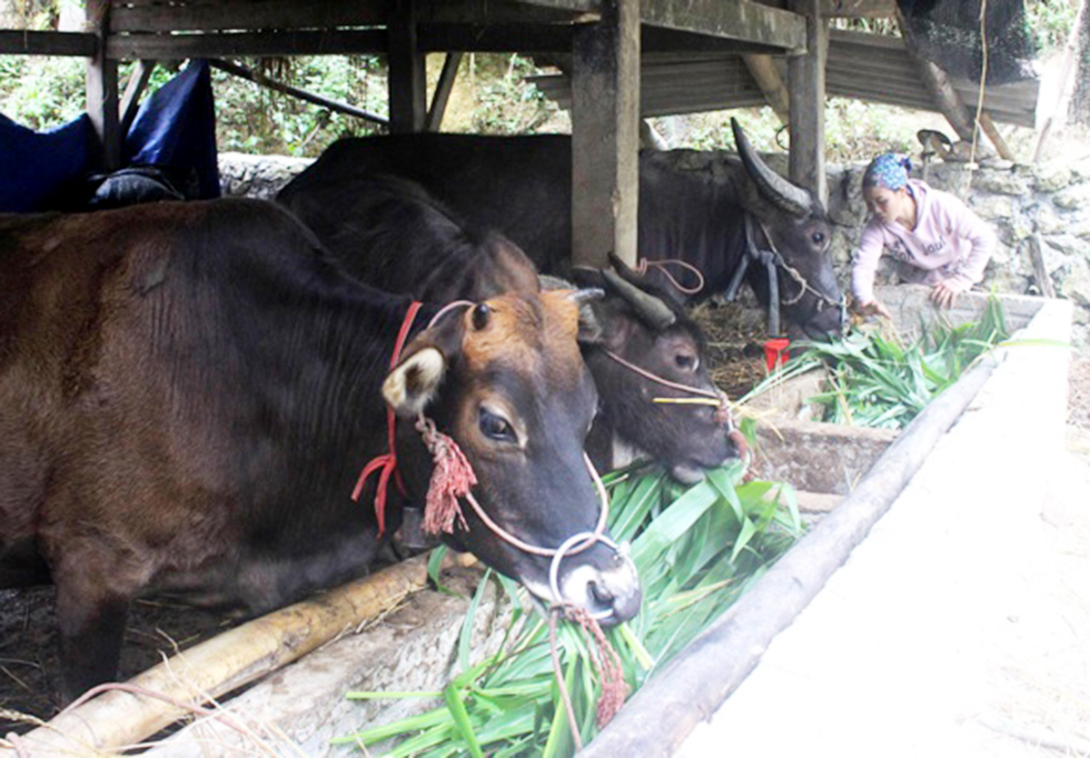 Hồ Thầu sẽ đẩy mạnh hỗ trợ người dân trồng cây, nuôi con đặc sản để hình thành thương hiệu. (Ảnh TL).