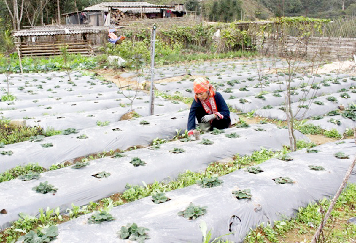 Nông dân Hồ Thầu đang được định hướng phát triển sản xuất theo hướng hữu cơ (Ảnh TL).