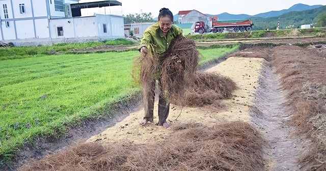 Bà con thành viên HTX đang làm đất, xuống giống, phủ lá thông cho vụ tiếp theo.