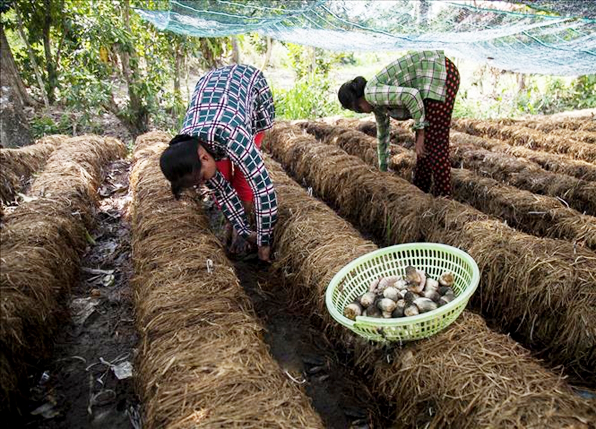 Xã Ngọc Chúc đang chủ động đẩy mạnh dạy nghề, nâng cao kỹ thuật cho các hộ trồng nấm tại địa phương (Ảnh TL).