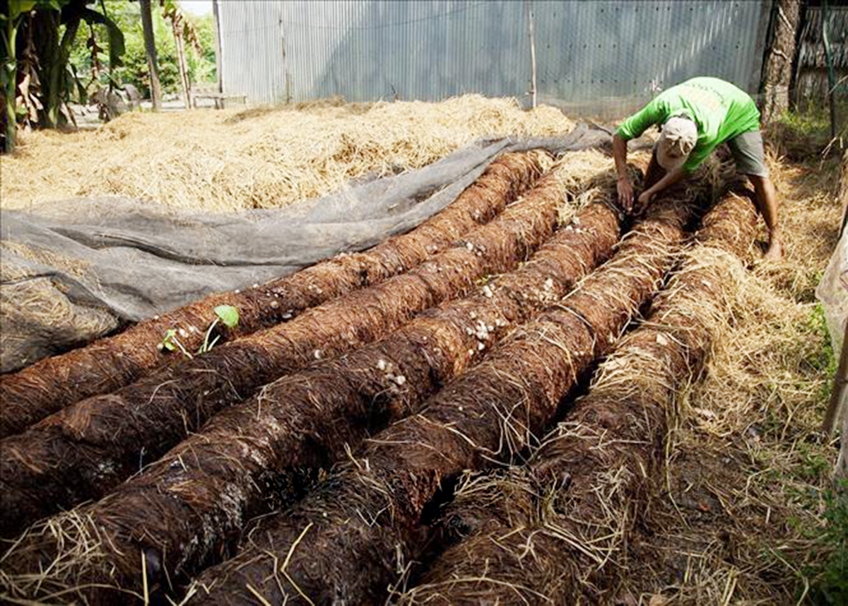 Nhờ sản xuất khoa học, sản phẩm nấm Ngọc Chúc có chất lượng cao, được thị trường ưa chuộng (Ảnh TL).